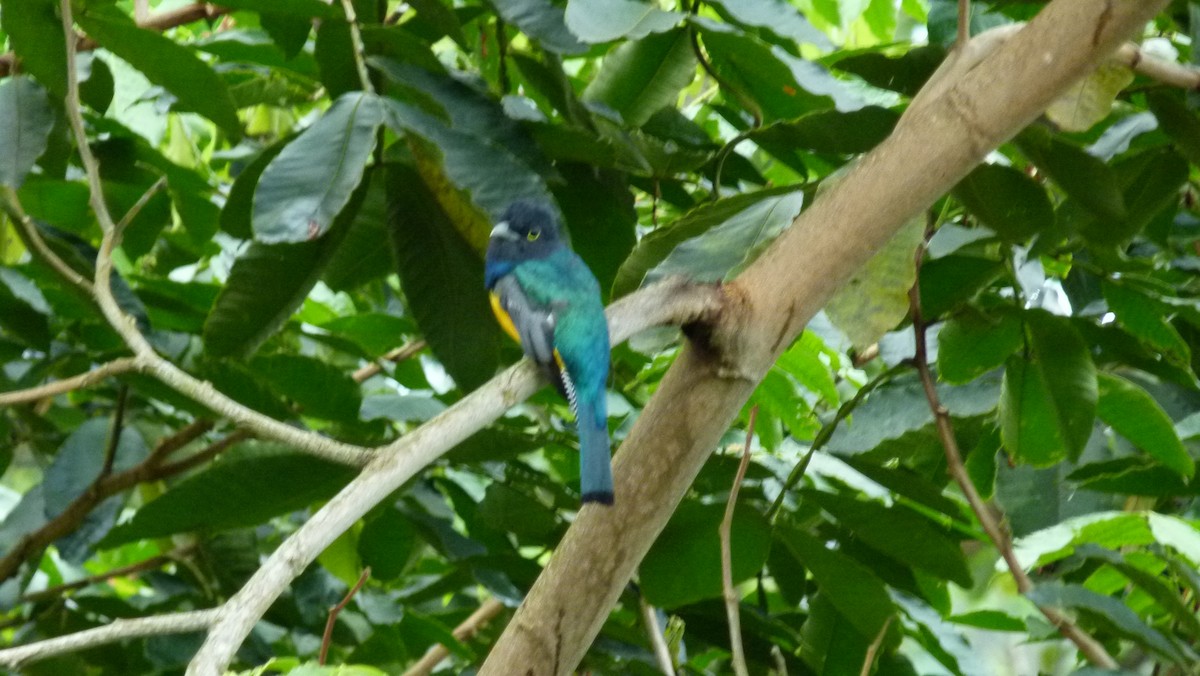 Gartered Trogon - ML306042421