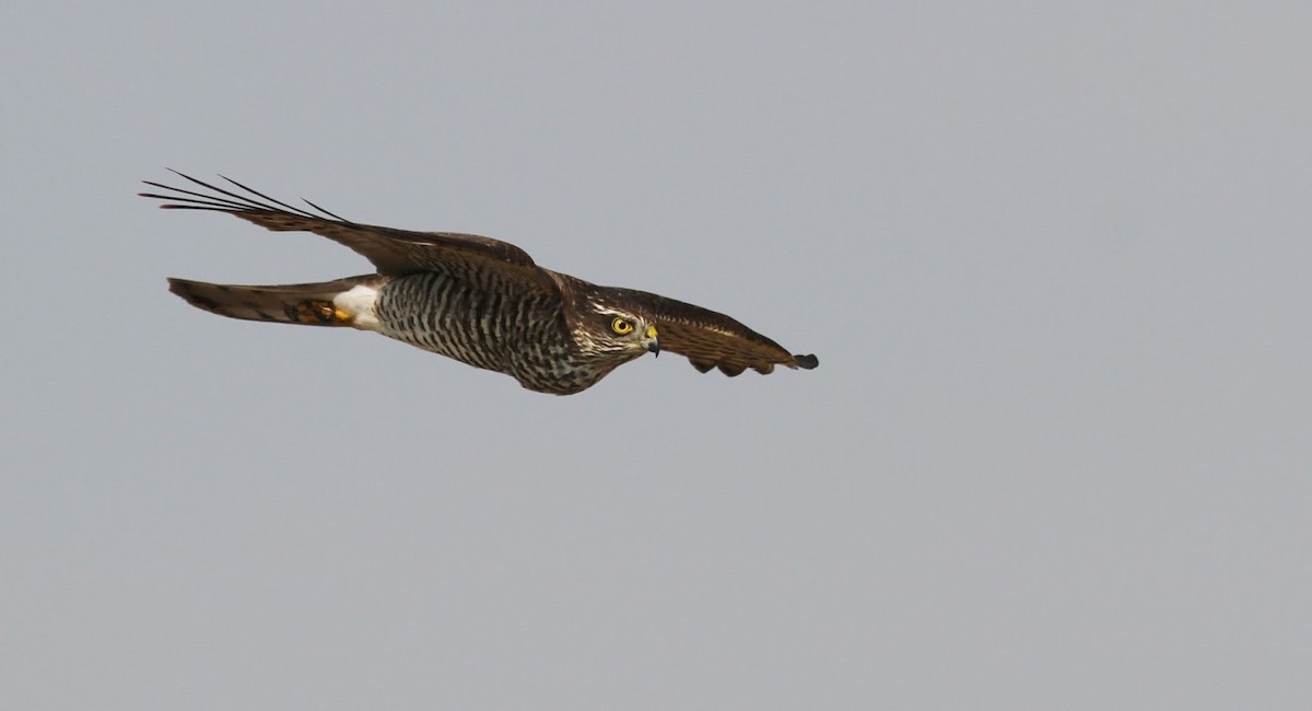 Eurasian Sparrowhawk - ML306043561