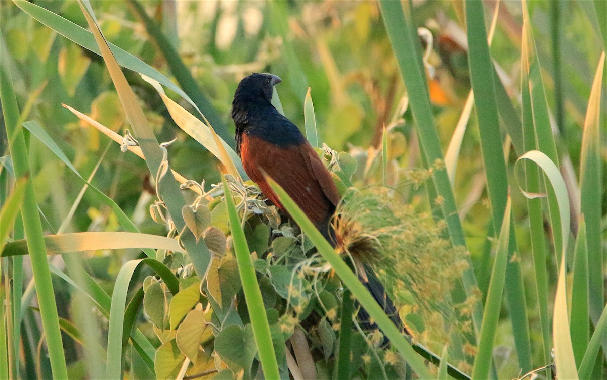 Malagasy Coucal - ML306043801