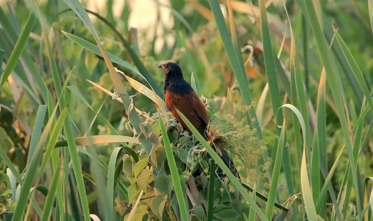 Malagasy Coucal - ML306043811