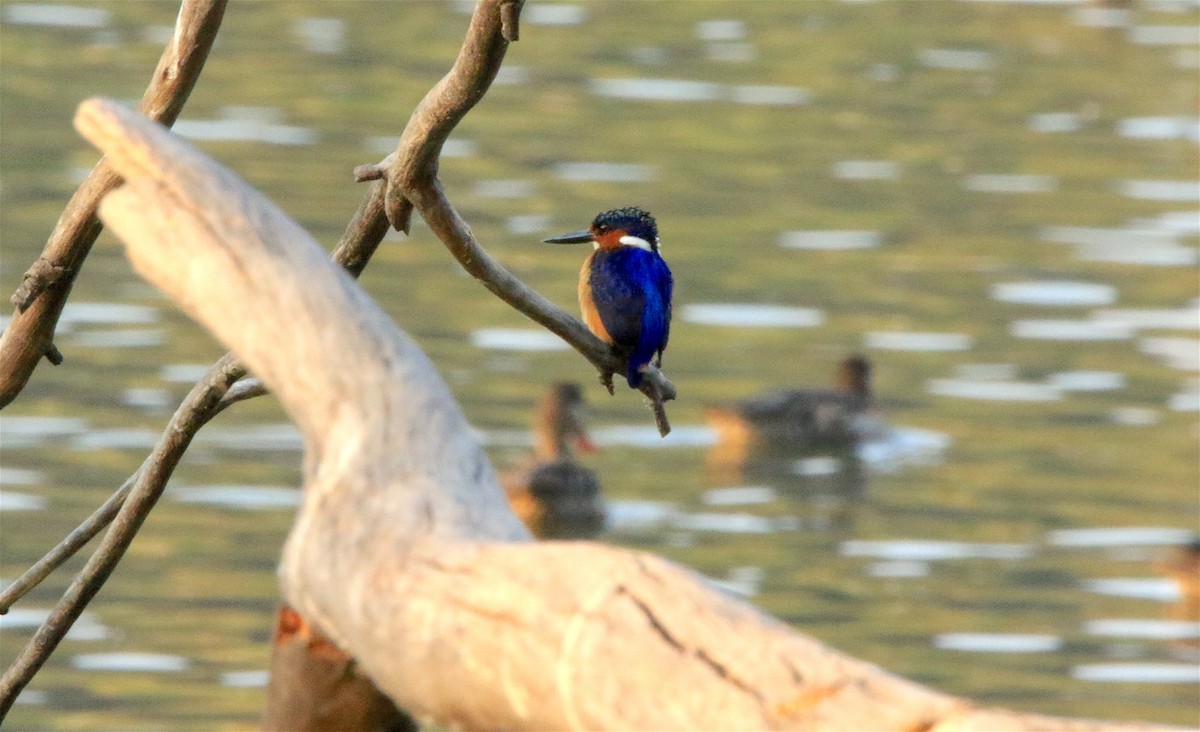 Malagasy Kingfisher - ML306043881