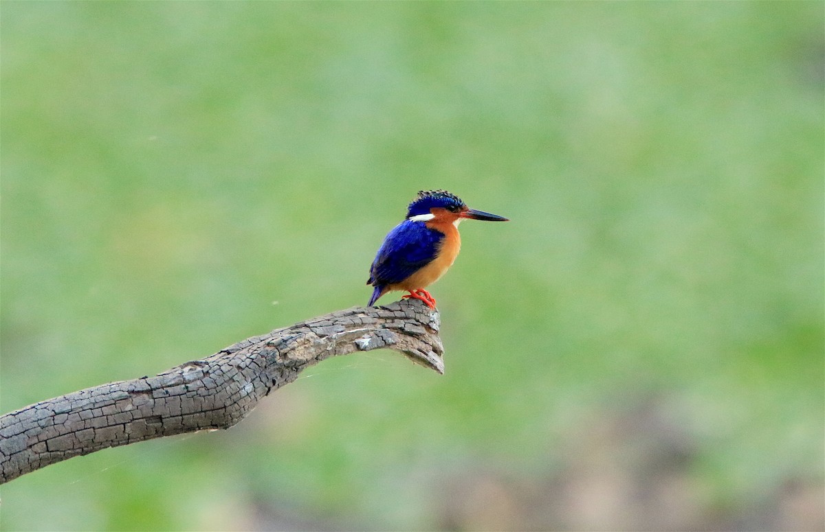 Malagasy Kingfisher - ML306043891