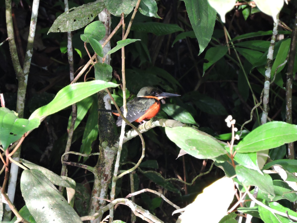 Green-and-rufous Kingfisher - ML30604411