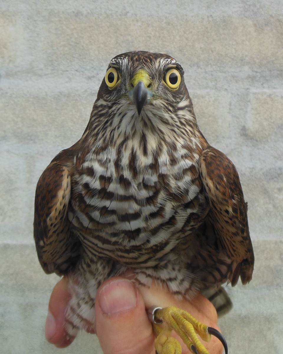 Eurasian Sparrowhawk - ML306044451