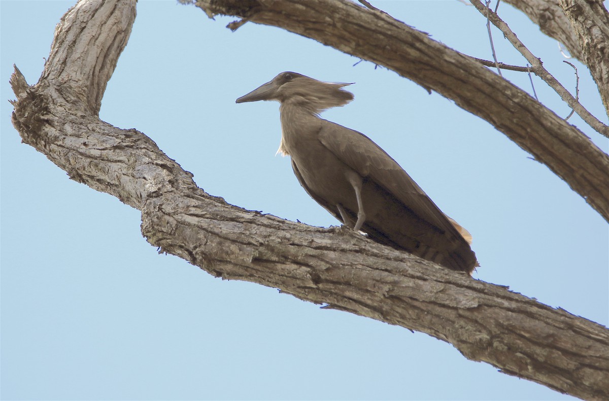 Hamerkop - J. Christopher Haney