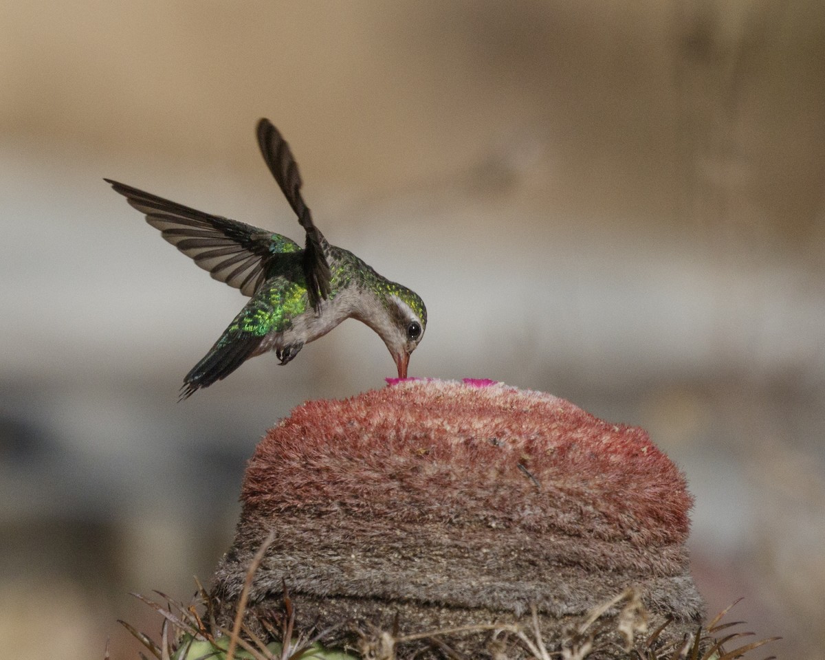 Glittering-bellied Emerald - ML306044891