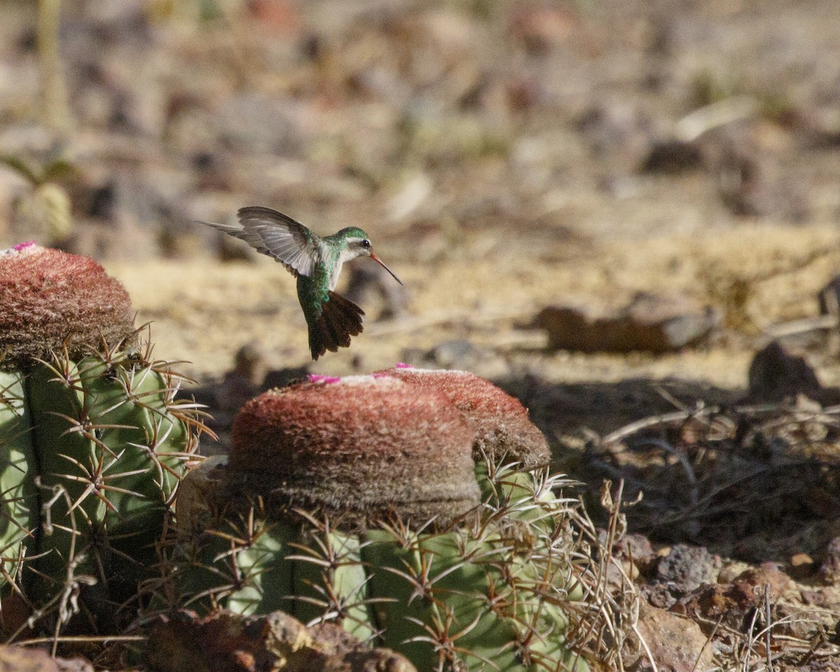 Glittering-bellied Emerald - ML306044941