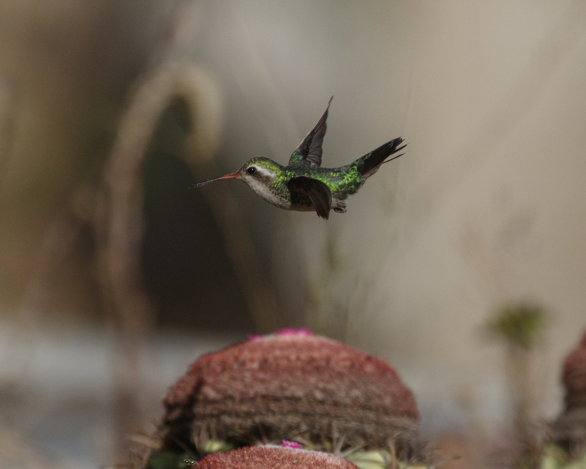 Glittering-bellied Emerald - ML306044951