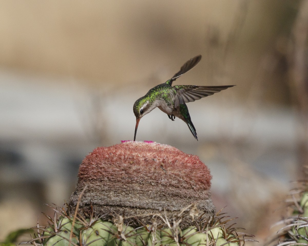 Glittering-bellied Emerald - ML306044981