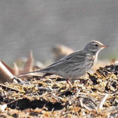 Pipit d'Amérique - ML306045071