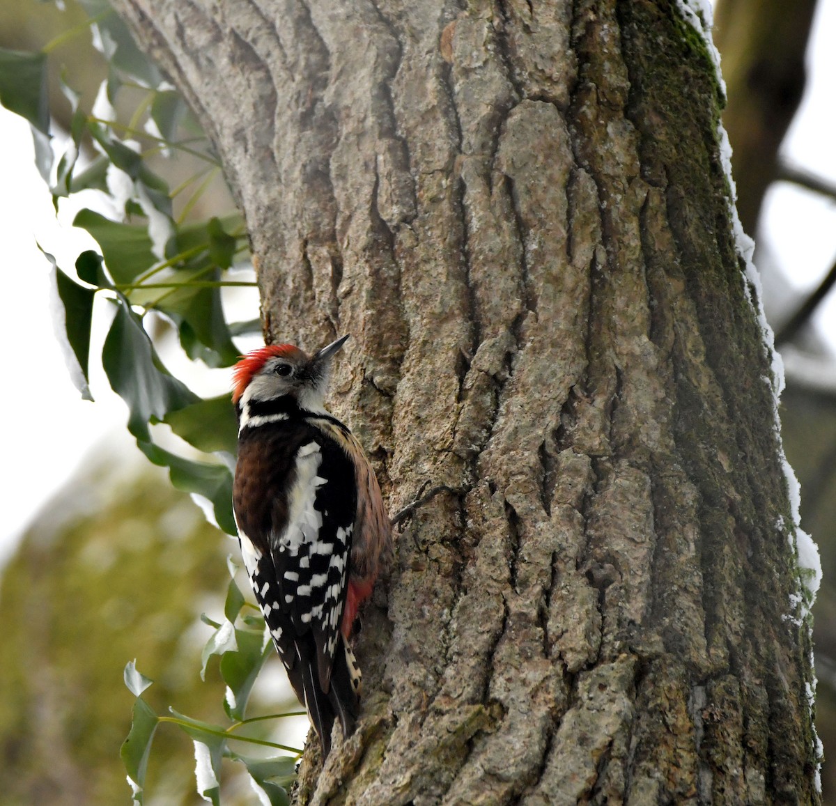 Middle Spotted Woodpecker - Marie Beyly