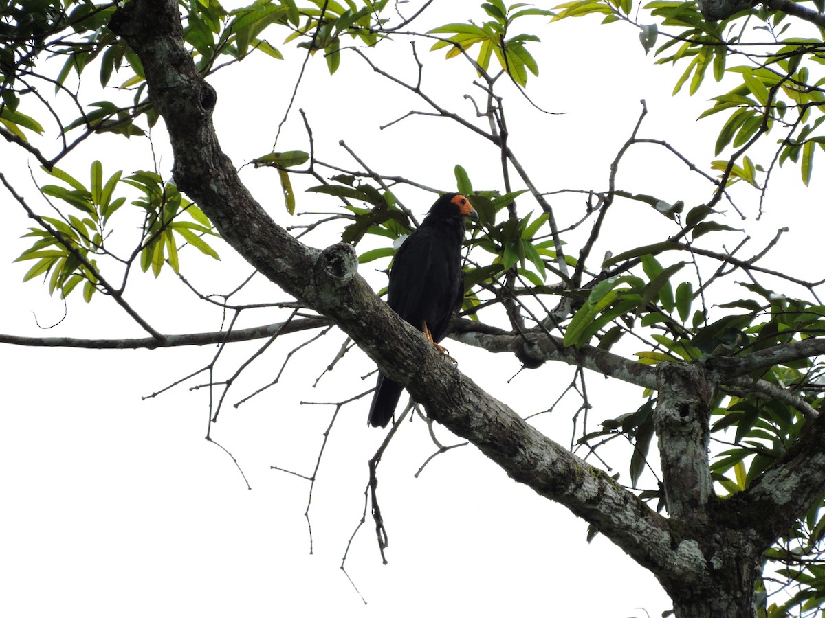 Black Caracara - ML30604691