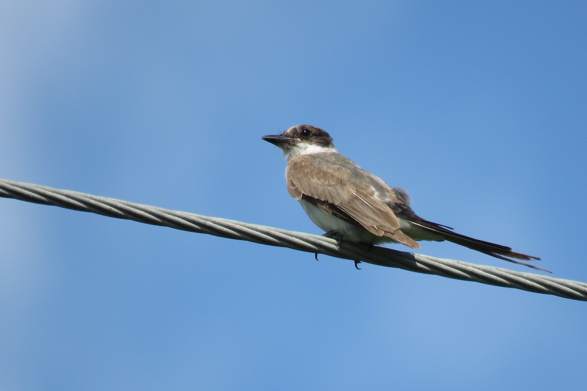 Fork-tailed Flycatcher - ML306047181