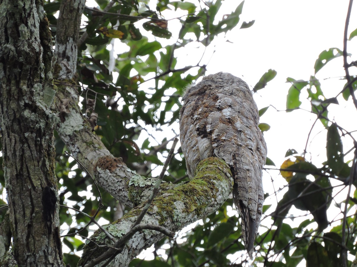 Great Potoo - ML30604731