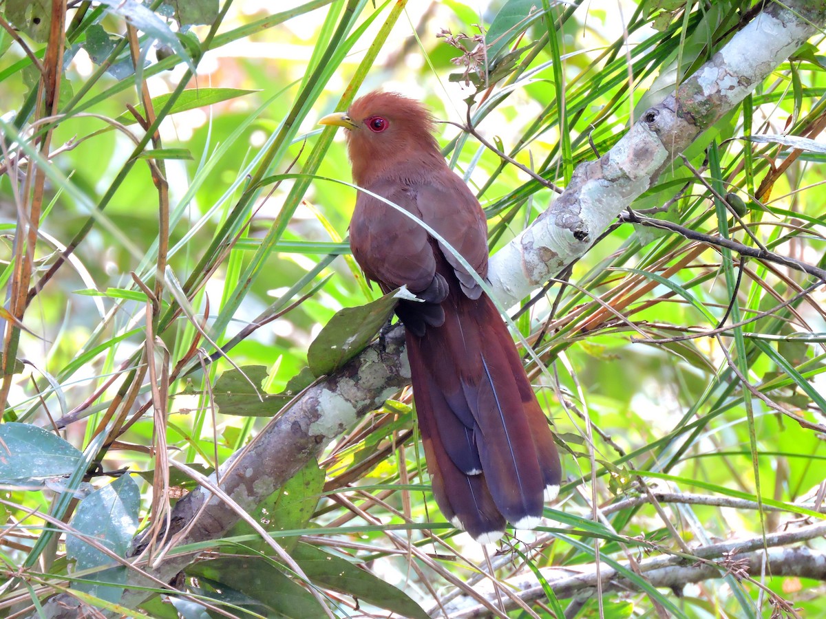 Little Cuckoo - ML30604791