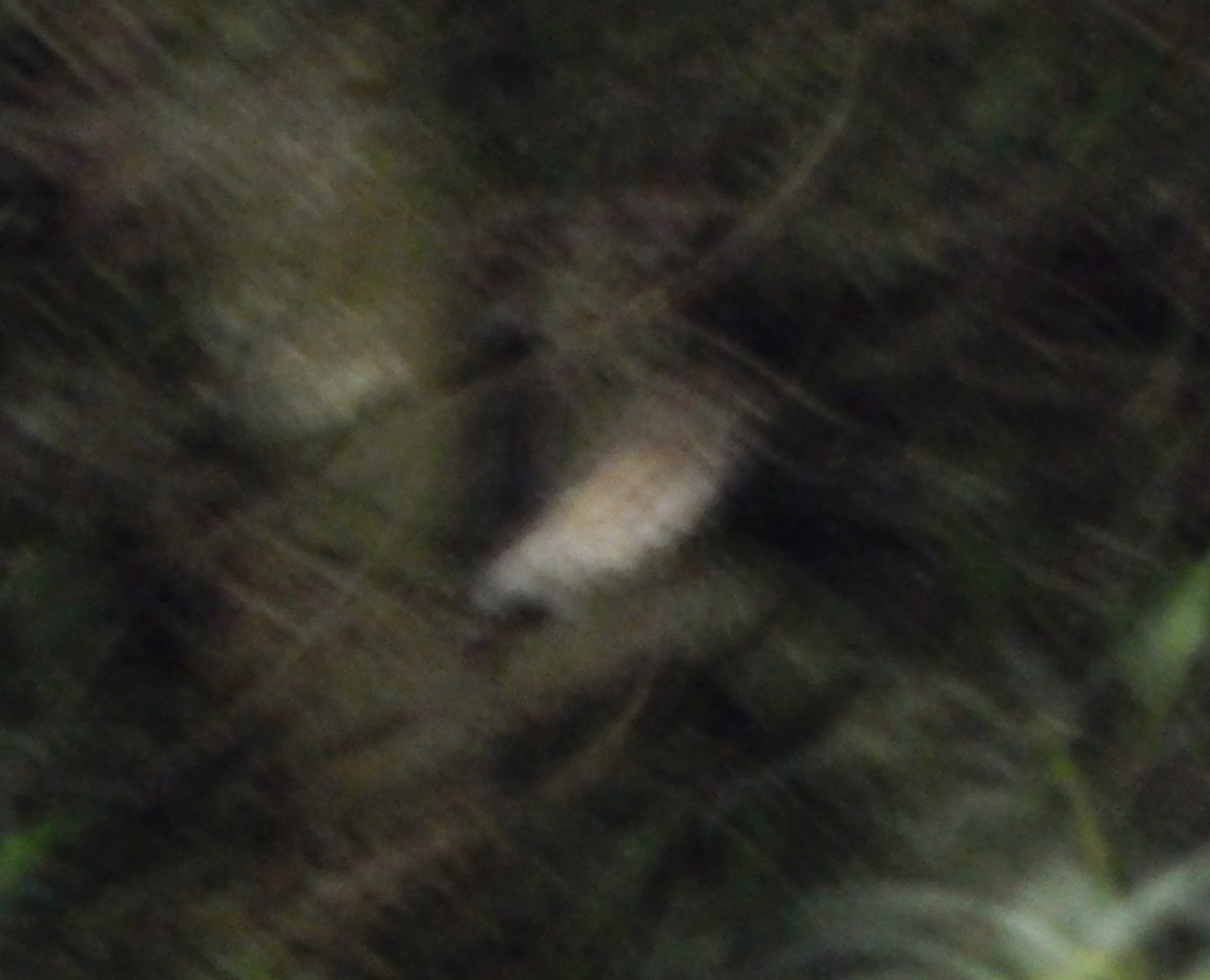Northern Saw-whet Owl - ML306048031