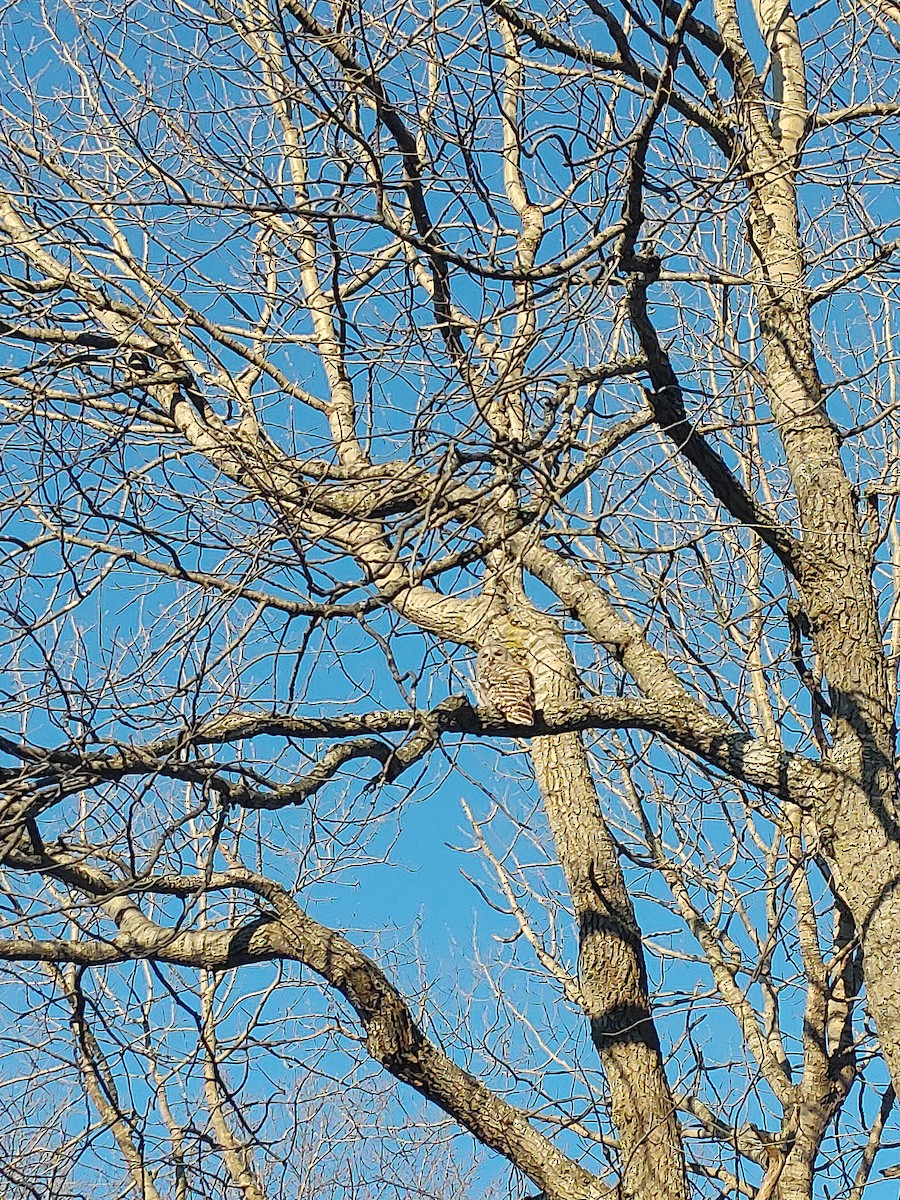 Barred Owl - ML306048221