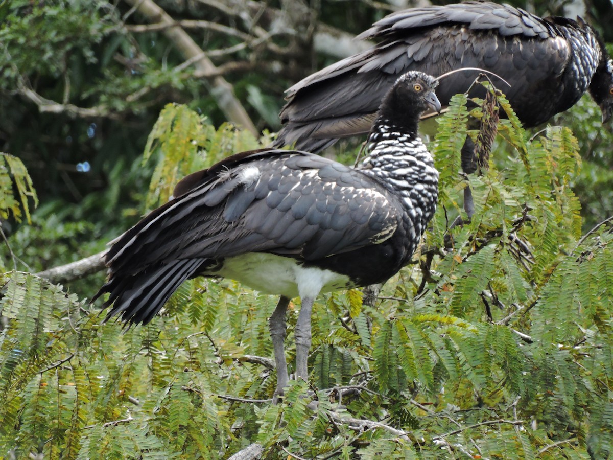 Horned Screamer - ML30604861