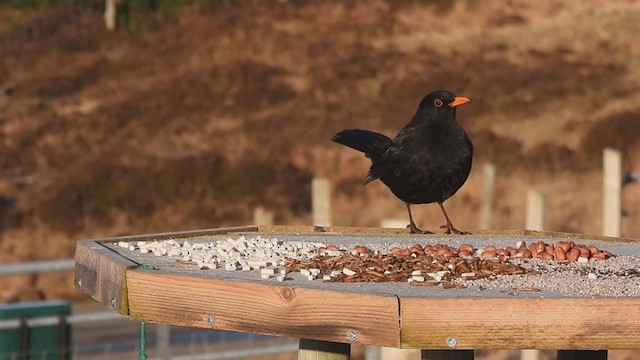 Чёрный дрозд - ML306049111