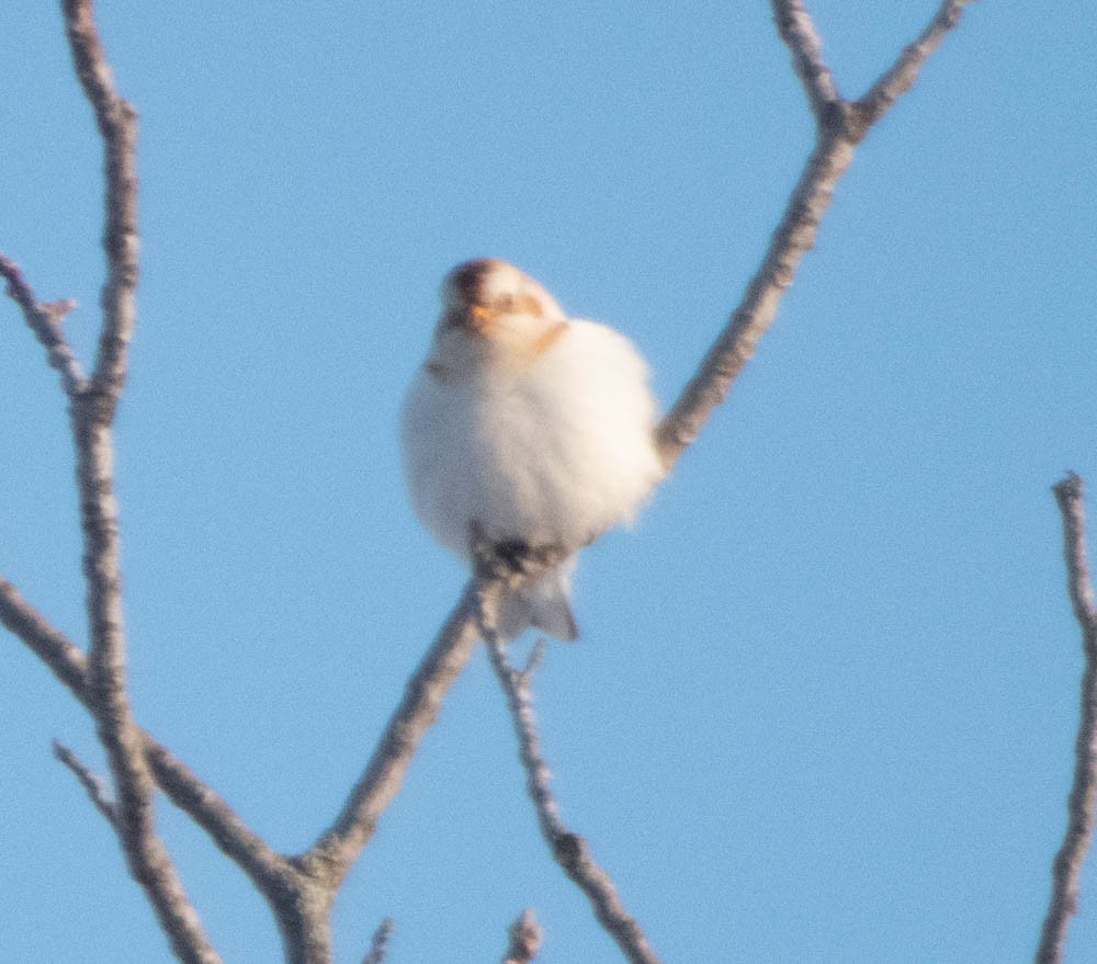 Snow Bunting - ML306052191