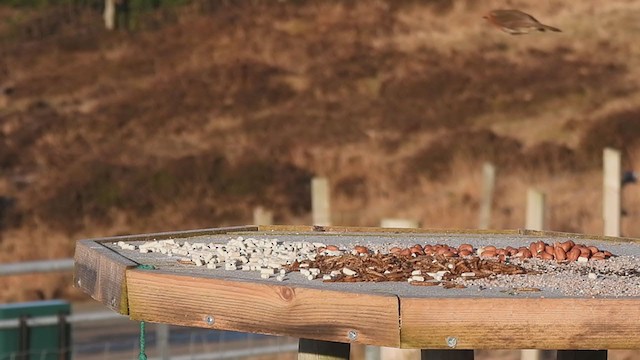 Обыкновенный скворец - ML306052261