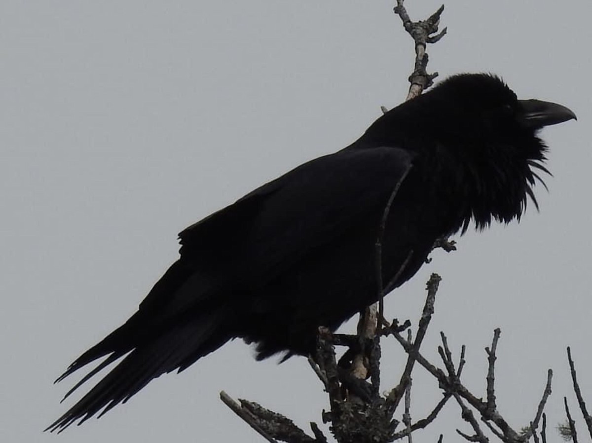 Common Raven - Jenifer Paquet