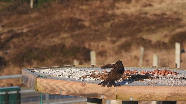 Лесная завирушка - ML306052881