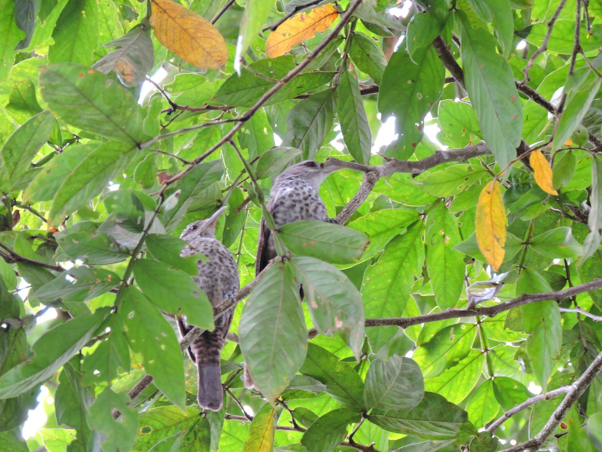 Cucarachero Turdino - ML30605311