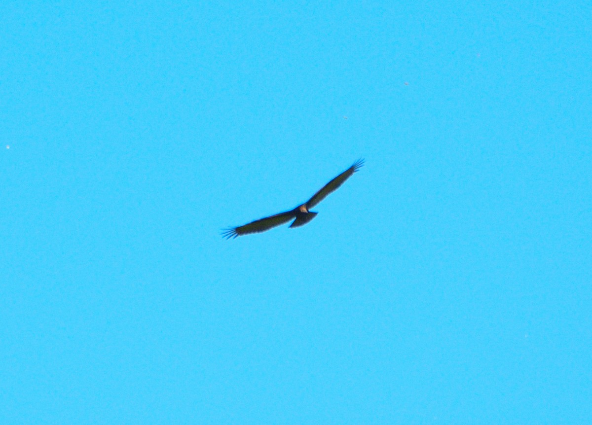 Lesser Yellow-headed Vulture - Luis Fernandez