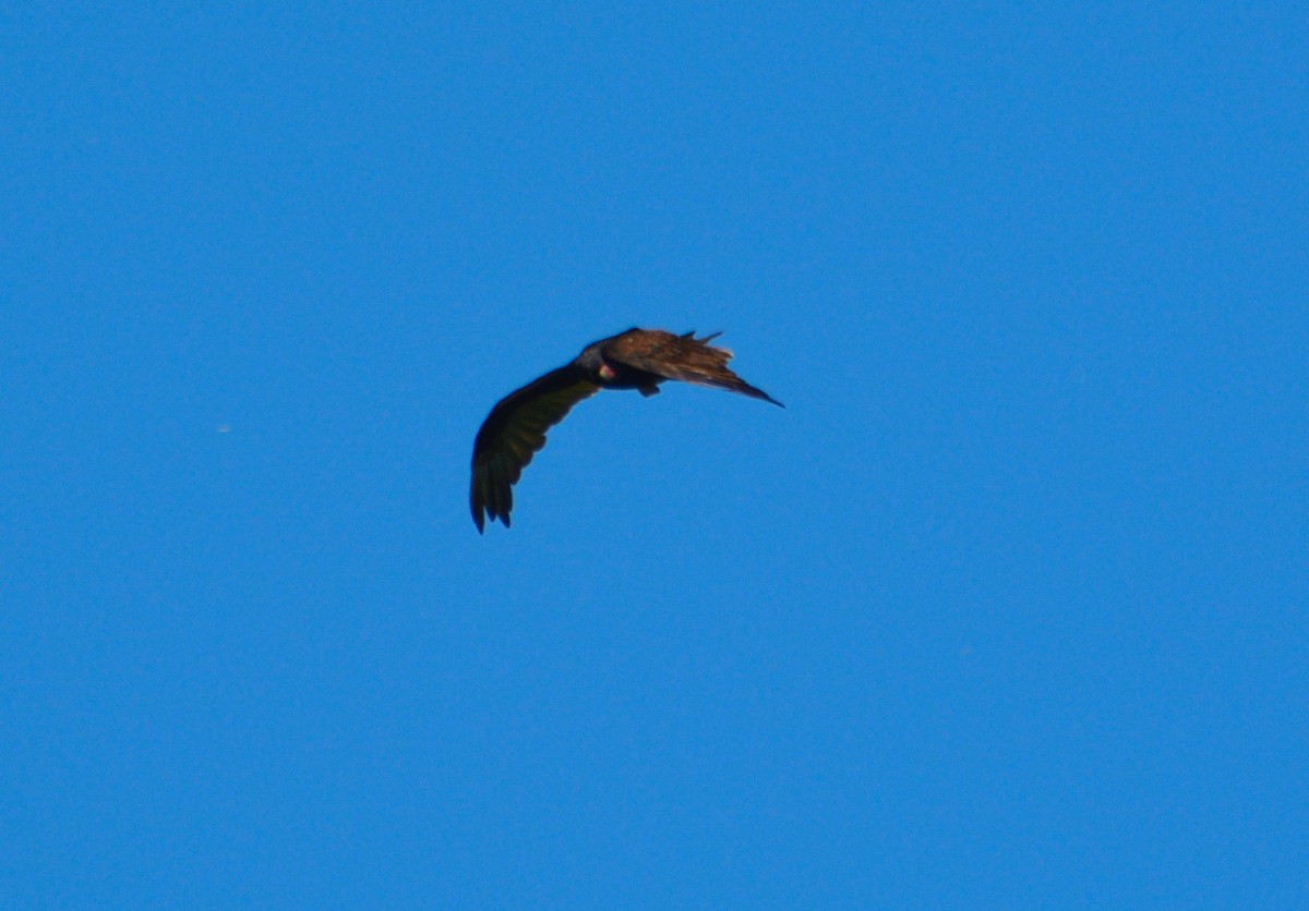 Lesser Yellow-headed Vulture - ML306053451