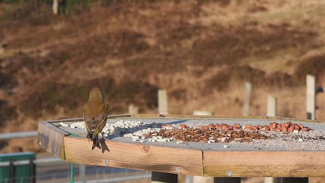 Обыкновенная зеленушка - ML306053881