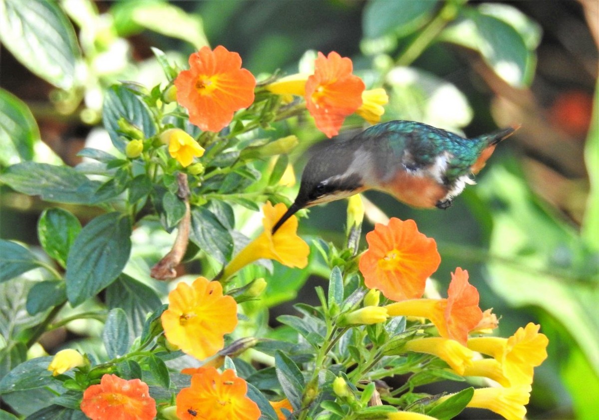 Colibrí Astral - ML306054731