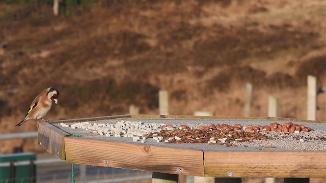 Щегол - ML306055521