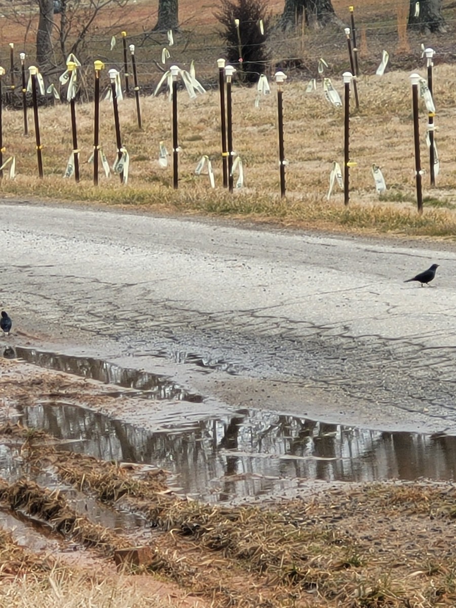 Brewer's Blackbird - ML306056311