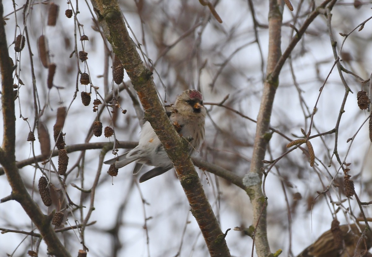 普通朱頂雀(cabaret) - ML306056661