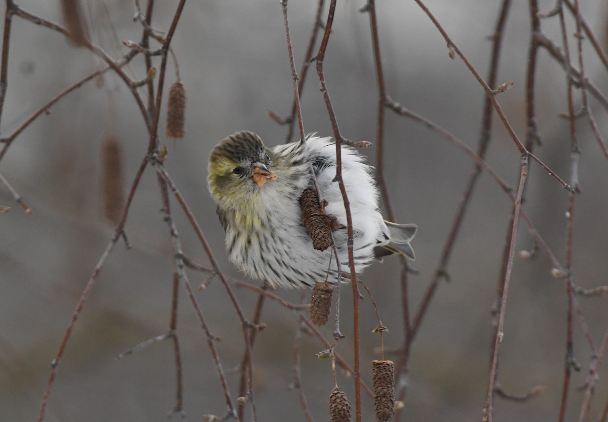 黃雀 - ML306056931