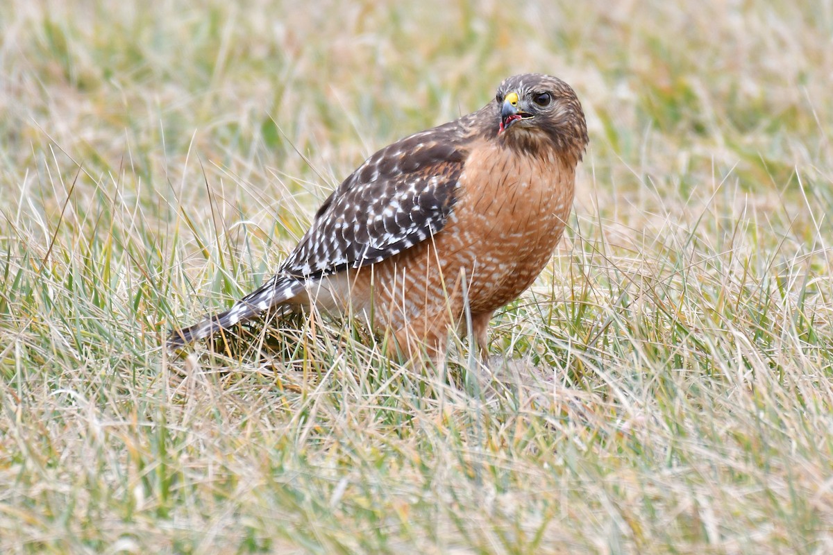 Rotschulterbussard - ML306059171