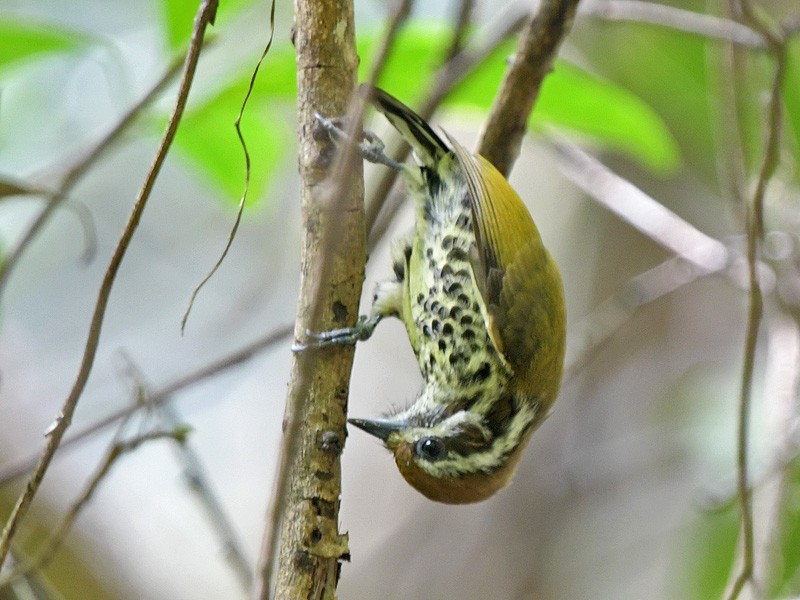 Speckled Piculet - ML306061051