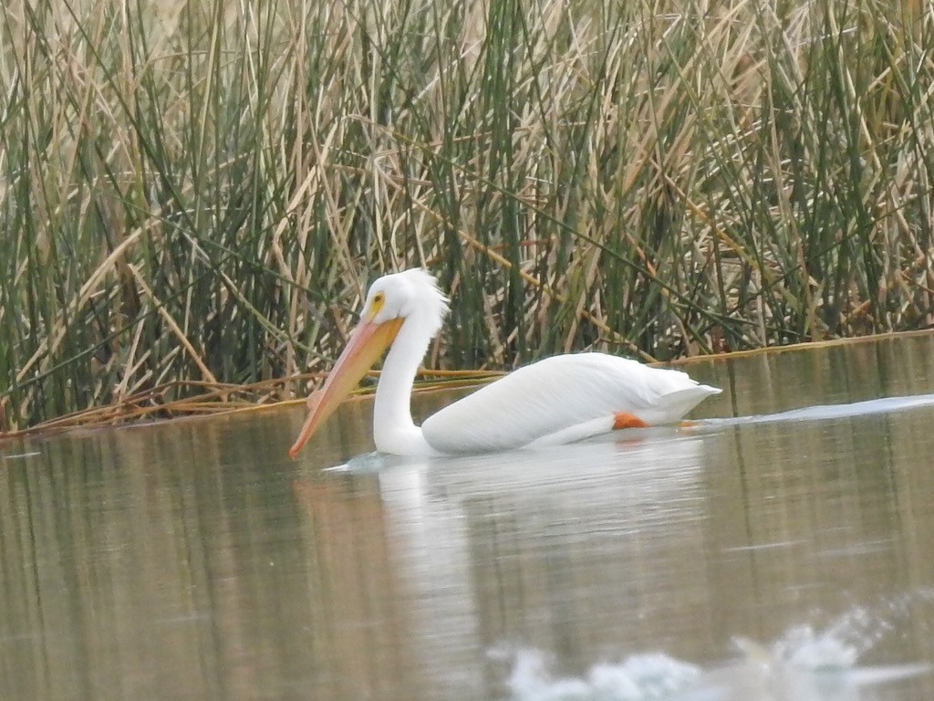 American White Pelican - Michael Dolfay