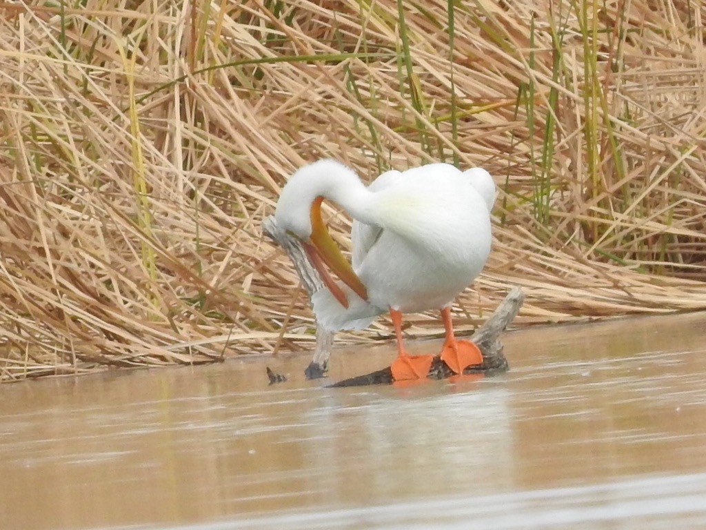 American White Pelican - Michael Dolfay