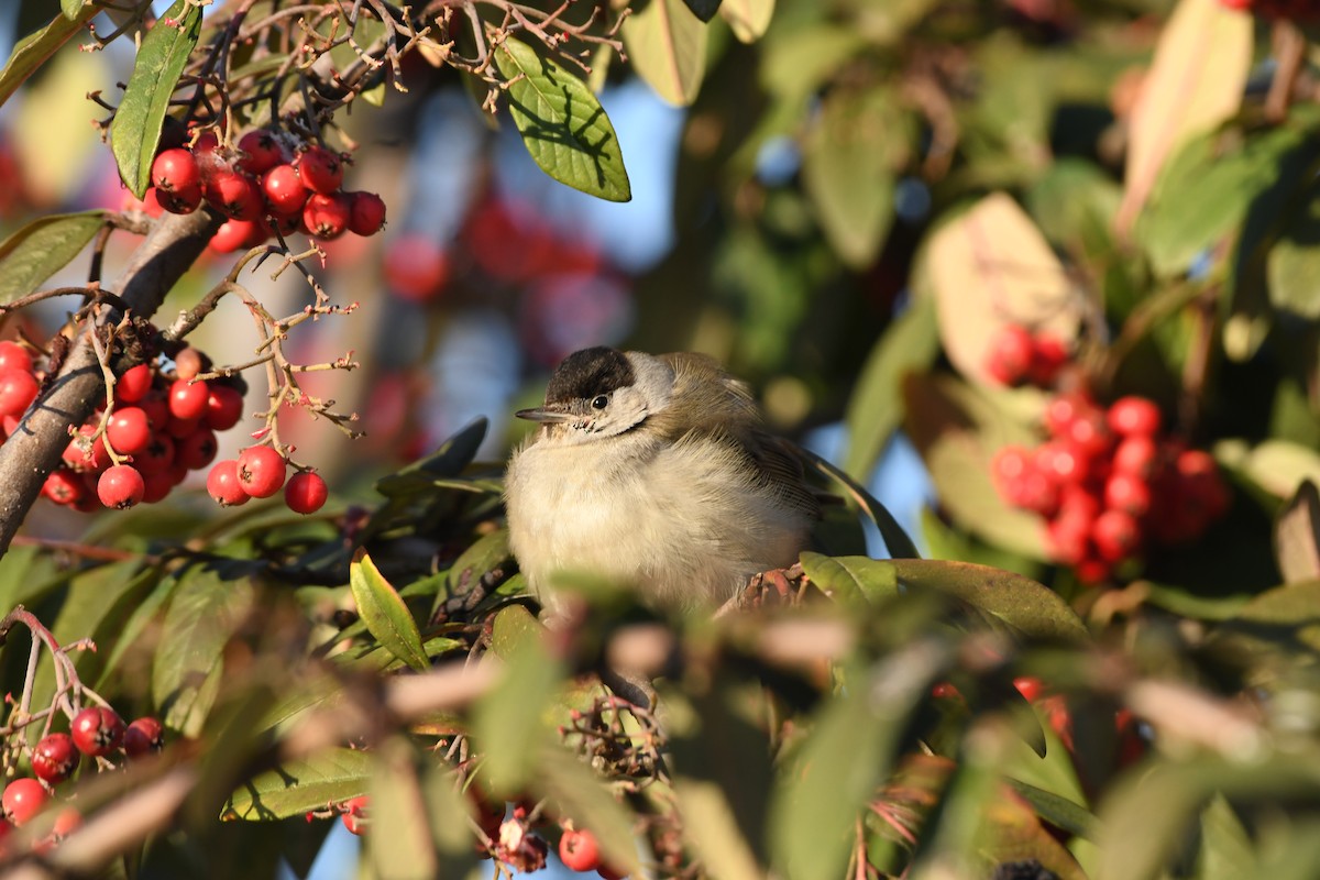 Eurasian Blackcap - ML306062051