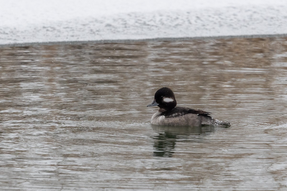 Bufflehead - ML306062431