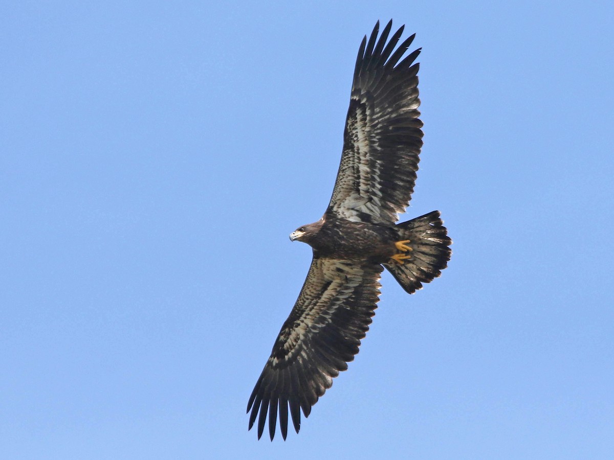 Juvenile