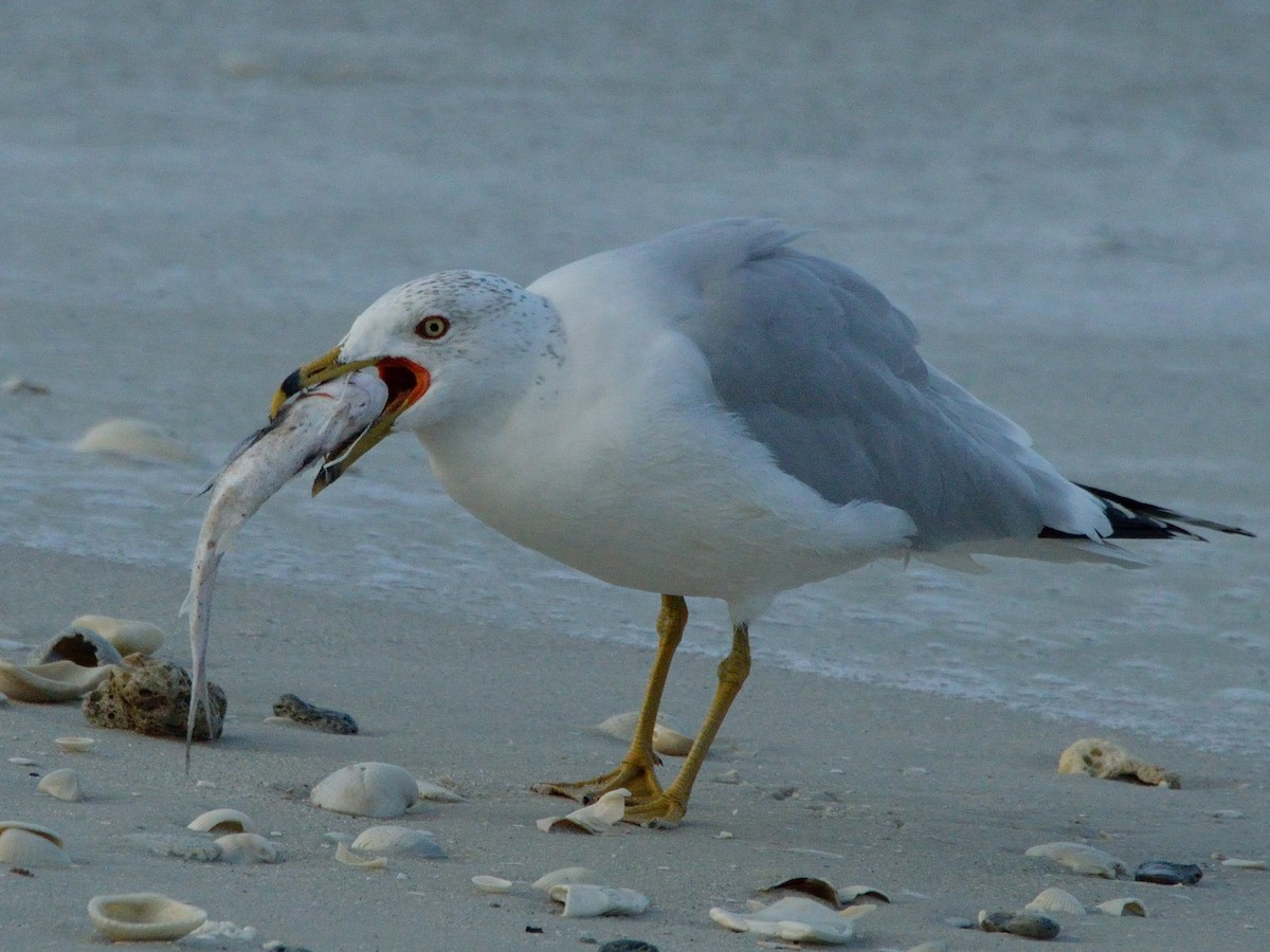 Ring-billed Gull - ML306063111