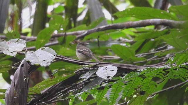 Euler's Flycatcher - ML306063671