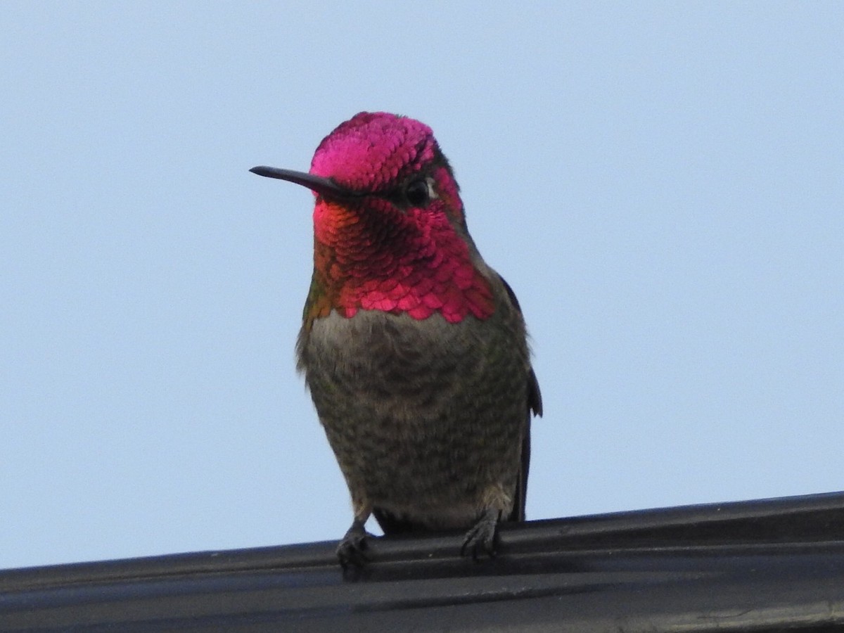 Anna's Hummingbird - ML306063721