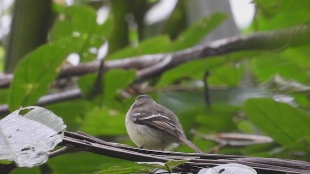 Euler's Flycatcher - ML306063771