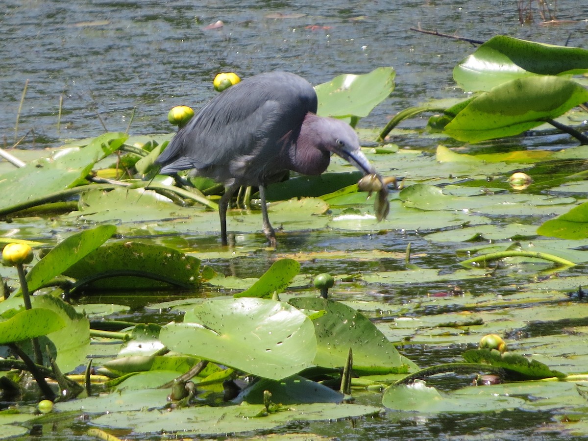 Little Blue Heron - William Martens