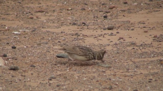 עפרוני ספרדי - ML306065631