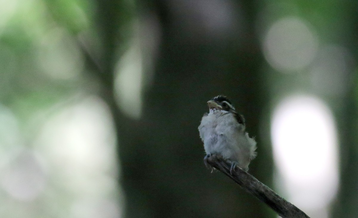 Rose-breasted Grosbeak - ML30606581